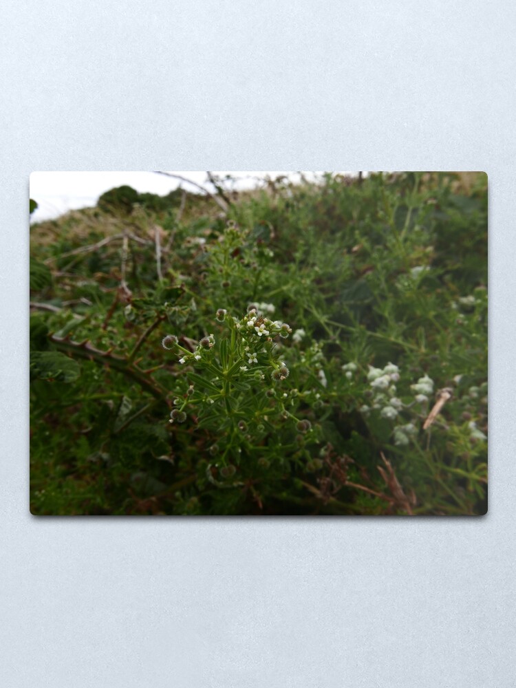 Alternate view of Cleavers (Galium aparine) Metal Print