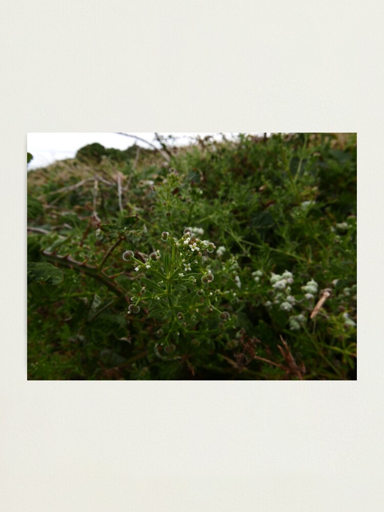 Alternate view of Cleavers (Galium aparine) Photographic Print
