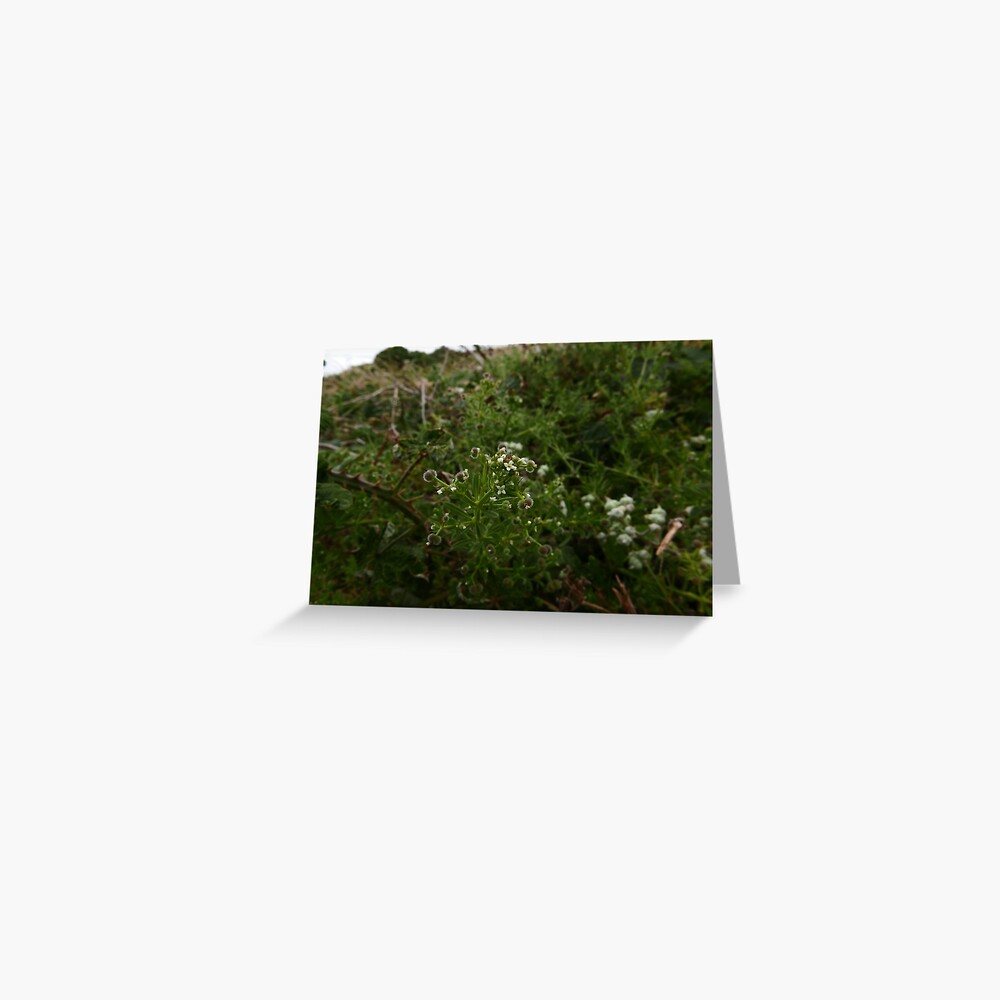 Cleavers (Galium aparine) Greeting Card