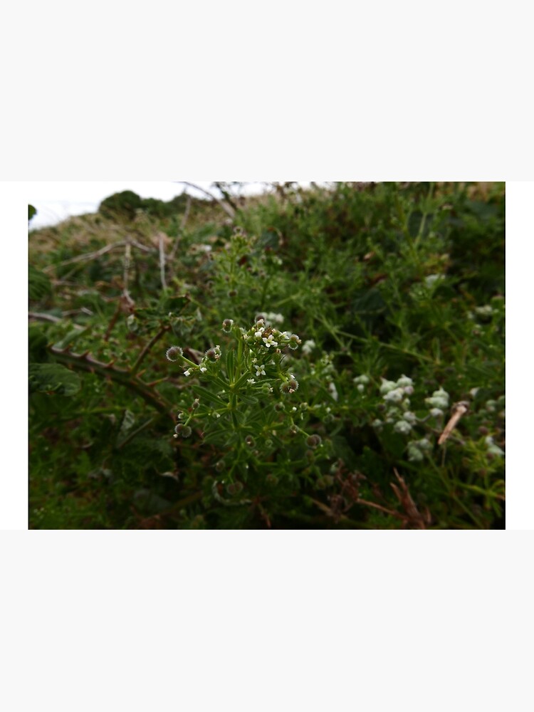 Cleavers (Galium aparine) by IOMWildFlowers