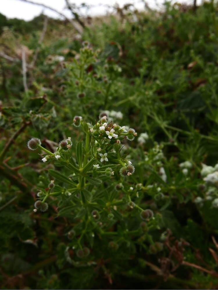 Cleavers (Galium aparine) by IOMWildFlowers