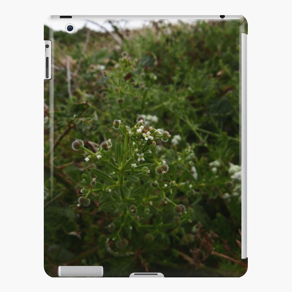 Cleavers (Galium aparine) iPad Case & Skin