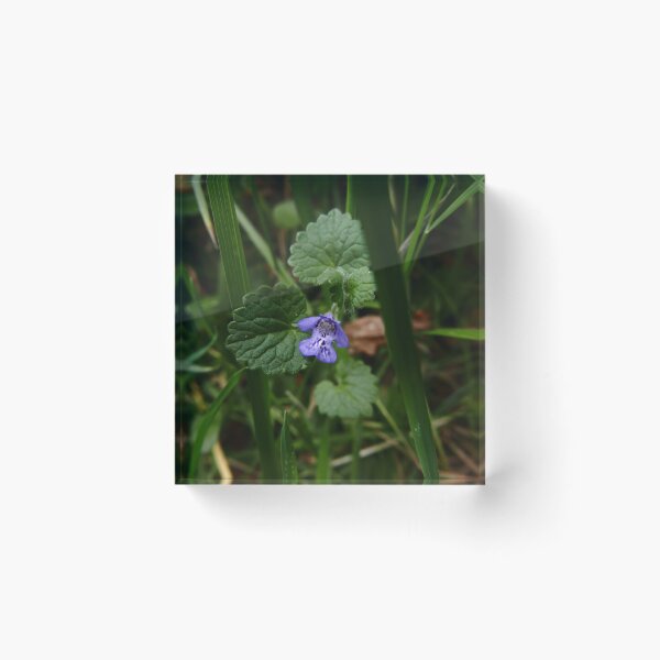 Item preview, Ground Ivy (Glechoma hederacea) designed and sold by IOMWildFlowers.