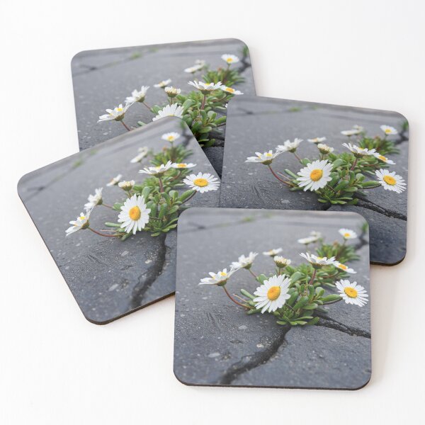 Item preview, daisies thriving in asphalt designed and sold by psychoshadow.