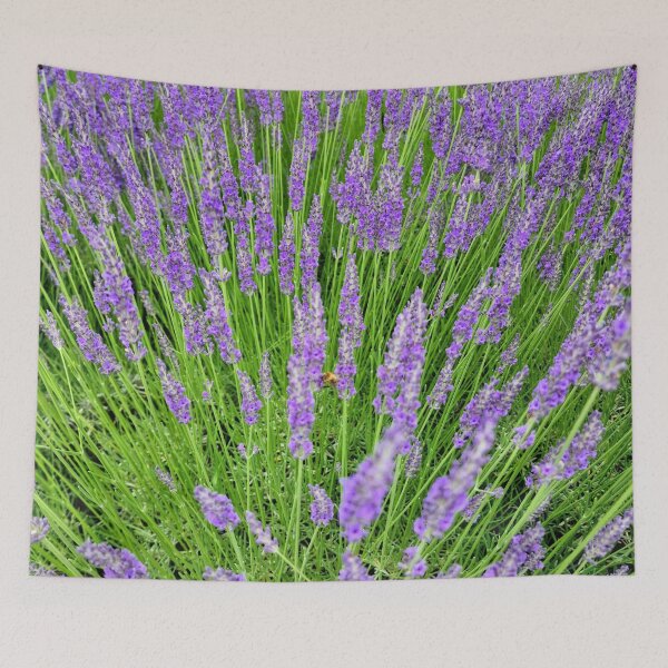 Aperçu de l'œuvre Lavande en fleurs créée et vendue par Gaboro.