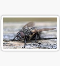 Fly Sticker