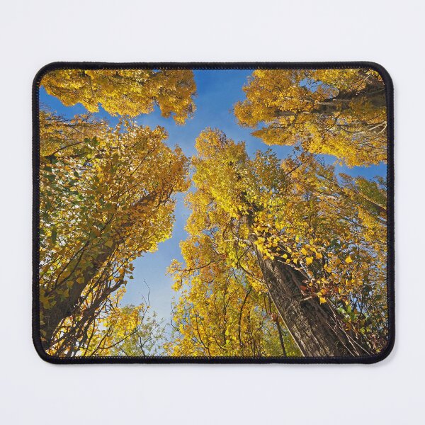 Item preview, Golden Leafed Poplars at Auvers designed and sold by Alex Cassels.