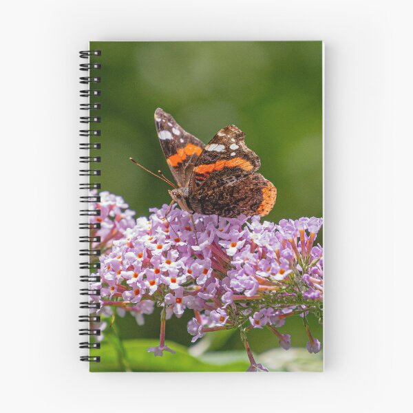 Item preview, Red Admiral Butterfly - (Vanessa atalanta) designed and sold by HazyApplePhoto.