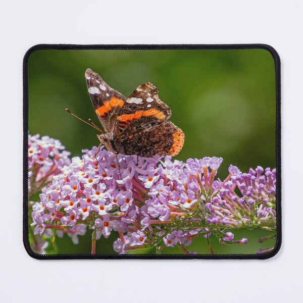 Item preview, Red Admiral Butterfly - (Vanessa atalanta) designed and sold by HazyApplePhoto.
