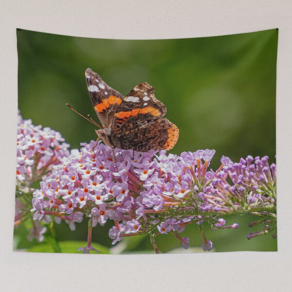 Item preview, Red Admiral Butterfly - (Vanessa atalanta) designed and sold by HazyApplePhoto.