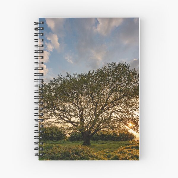 Item preview, Oak Tree Sunset designed and sold by HazyApplePhoto.