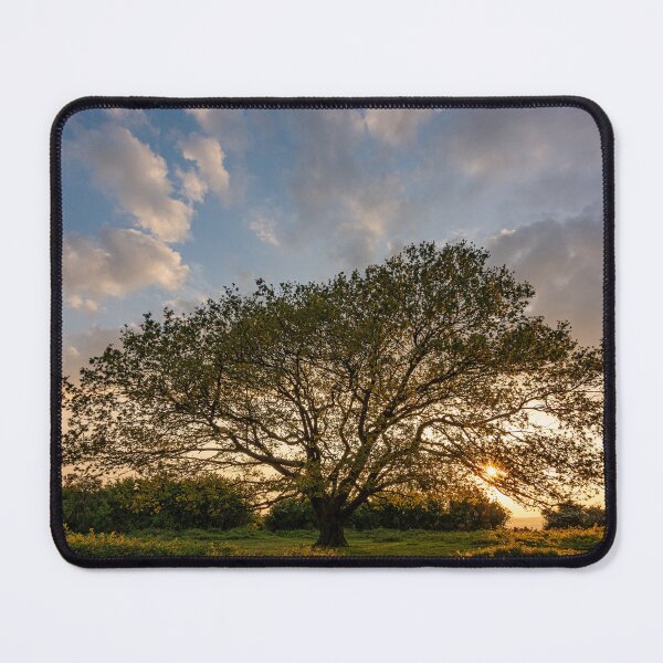 Item preview, Oak Tree Sunset designed and sold by HazyApplePhoto.
