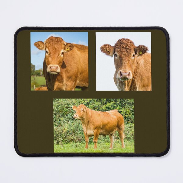 Item preview, Limousin Cow Collection designed and sold by Jane Stanley Photography.