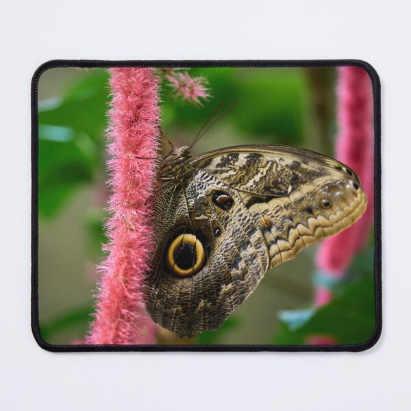 Item preview, Owl Butterfly by the pink designed and sold by Jouko Lehto Photography.