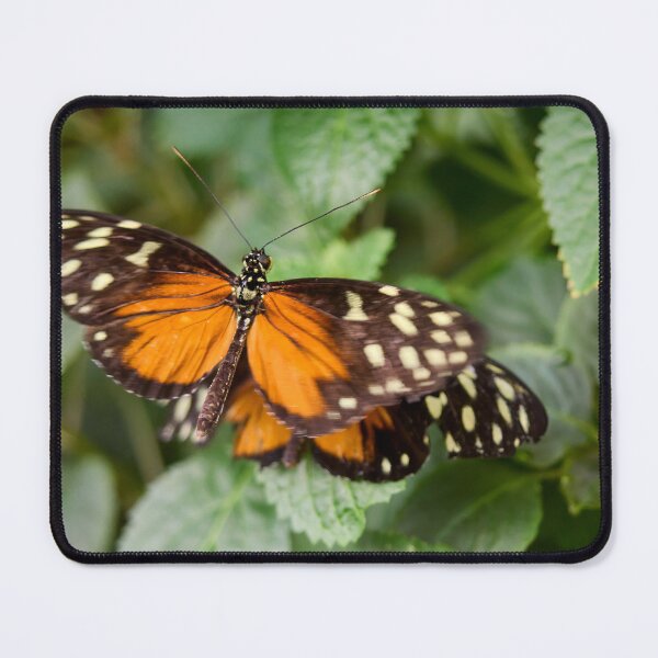 Item preview, Tiger Longwing designed and sold by Jouko Lehto Photography.