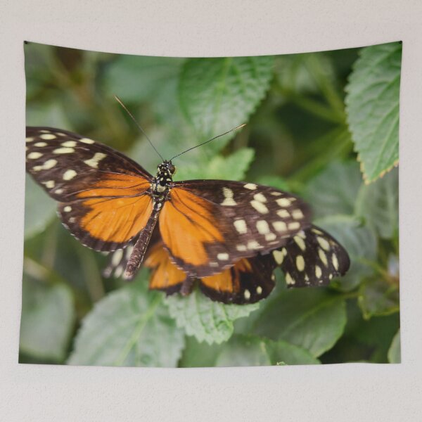 Item preview, Tiger Longwing designed and sold by Jouko Lehto Photography.