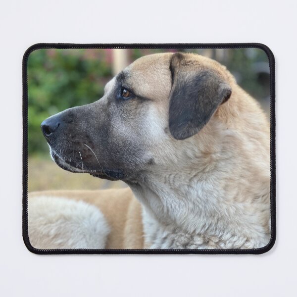 Item preview, Side Image of an Anatolian Shepherd on Alert designed and sold by fiddlersdream3.