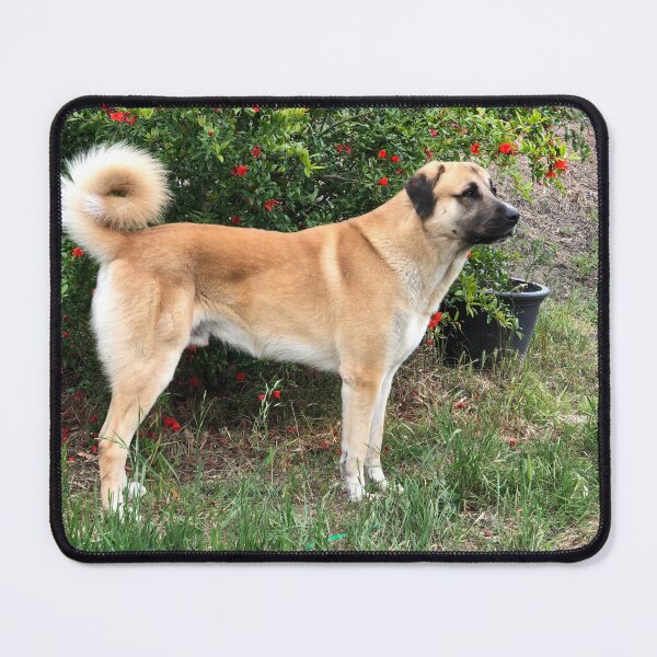Item preview, Anatolian Shepherd Dog on Alert designed and sold by fiddlersdream3.
