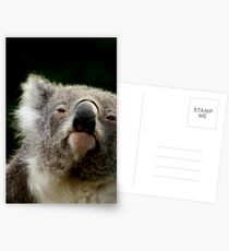 Koala Postcards