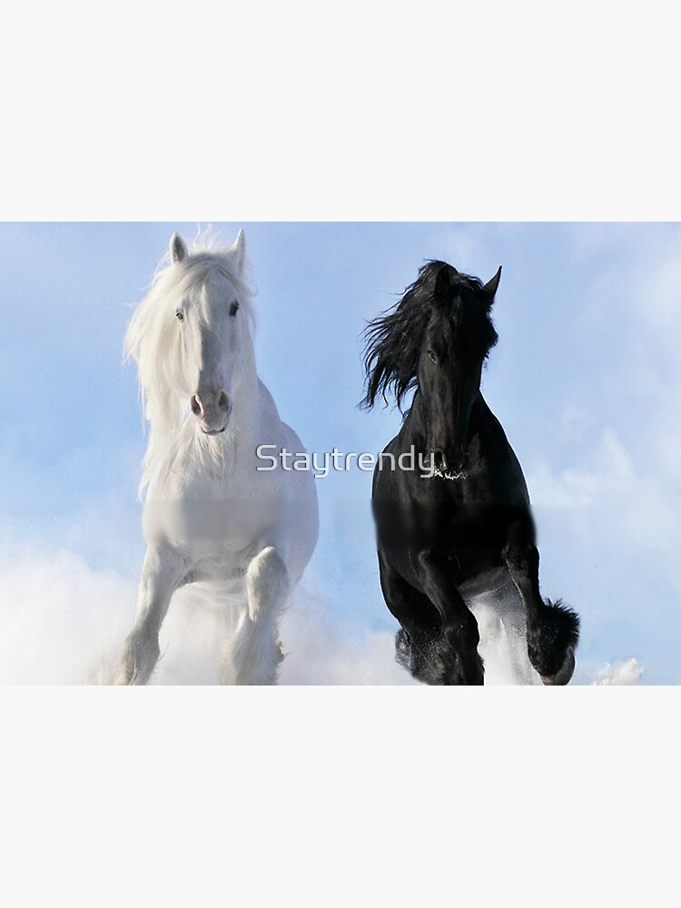 White Horse And A Black Friesian Horse