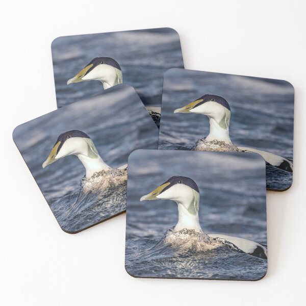 Item preview, Eider Duck designed and sold by Tom McPherson Photography.