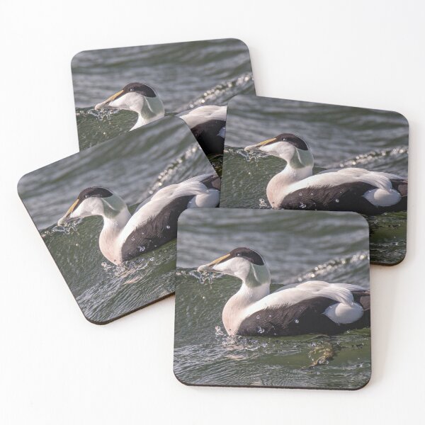 Item preview, Eider Duck designed and sold by Tom McPherson Photography.