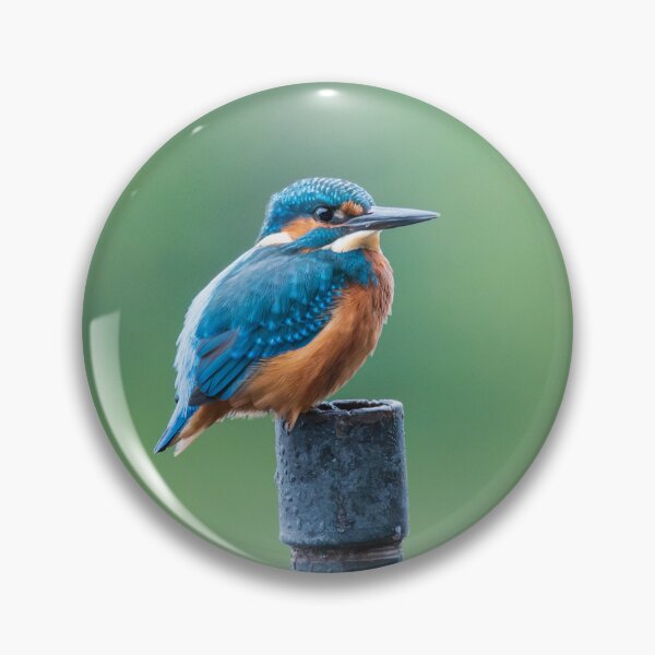 Item preview, Kingfisher, Lough Derg, Ireland  designed and sold by ollygriffin.