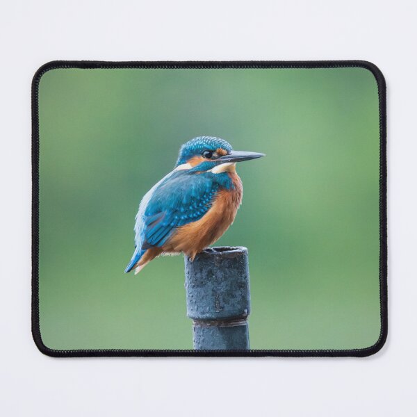 Item preview, Kingfisher, Lough Derg, Ireland designed and sold by ollygriffin.