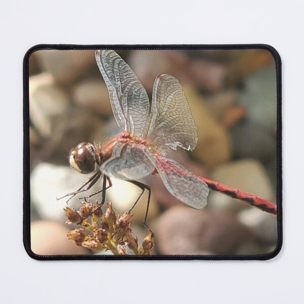 Item preview, Dragon fly that was injured in battle. designed and sold by ZawadiNest ,.