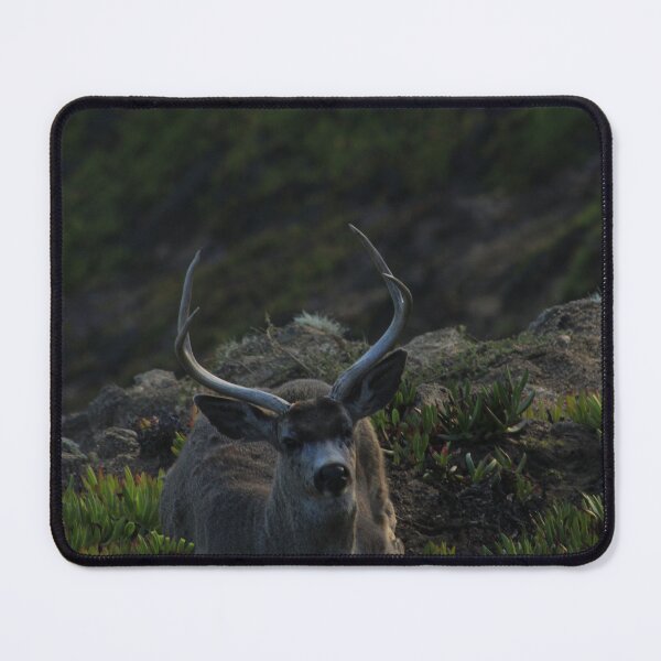 Item preview, Buck designed and sold by Samuel Leavitt.