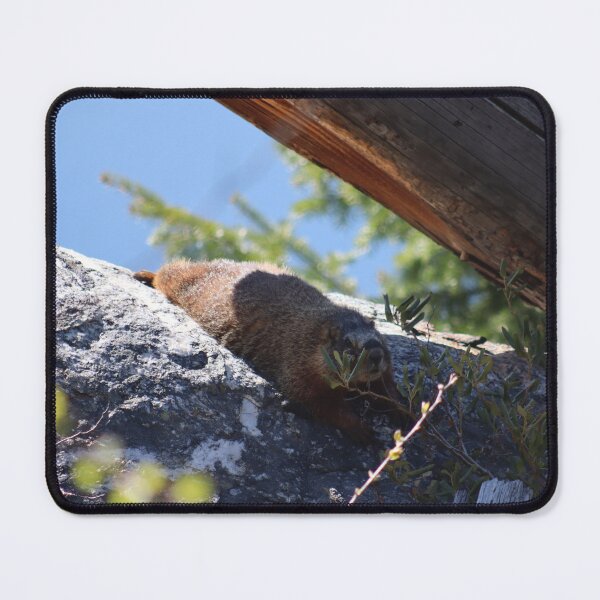 Item preview, Marmot basking in the sun in Tetons designed and sold by Samuel Leavitt.