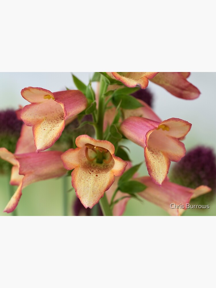" Digitalis x valinii Illumination Pink = 'Tmdgfp001' Foxglove