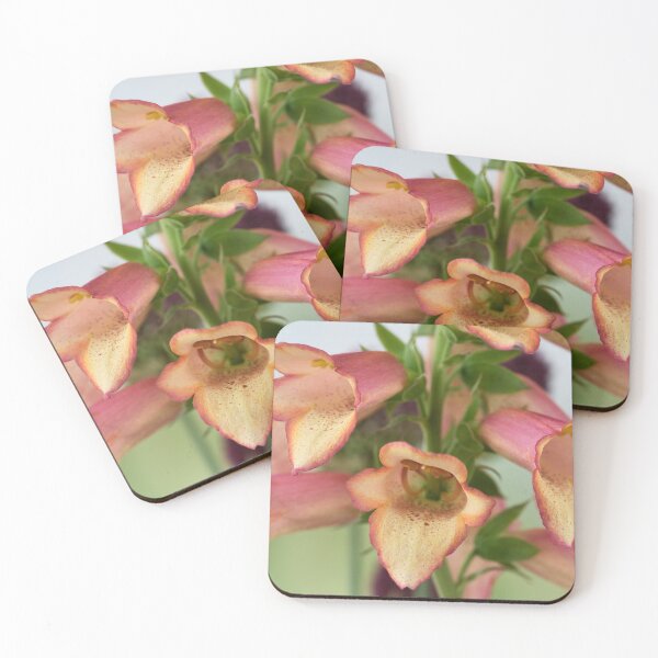 Item preview,  Digitalis x valinii Illumination Pink = 'Tmdgfp001' Foxglove Illumination Series designed and sold by Chris Burrows.