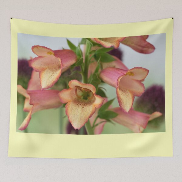 Item preview,  Digitalis x valinii Illumination Pink = 'Tmdgfp001' Foxglove Illumination Series designed and sold by Chris Burrows.