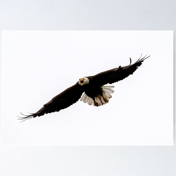 Item preview, Airborne Anger designed and sold by DawsonImages.
