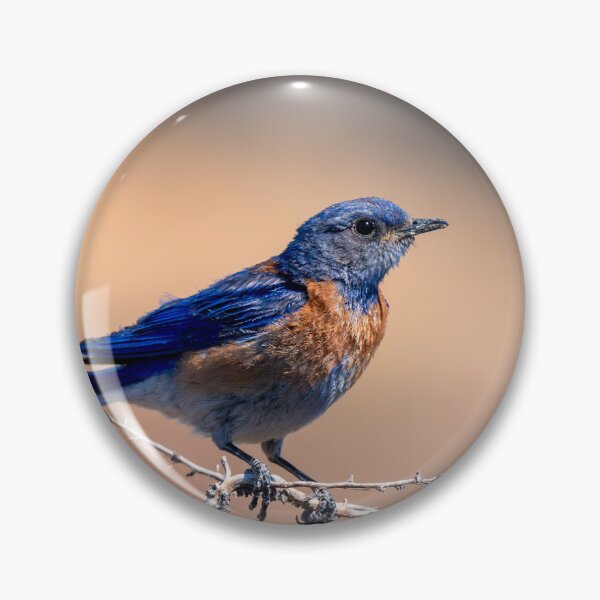 Item preview, Western Bluebird Perch designed and sold by DawsonImages.