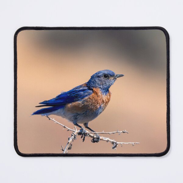 Item preview, Western Bluebird Perch designed and sold by DawsonImages.