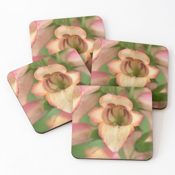 Item preview,  Digitalis x valinii Illumination Pink = 'Tmdgfp001' Foxglove Illumination Series designed and sold by Chris Burrows.