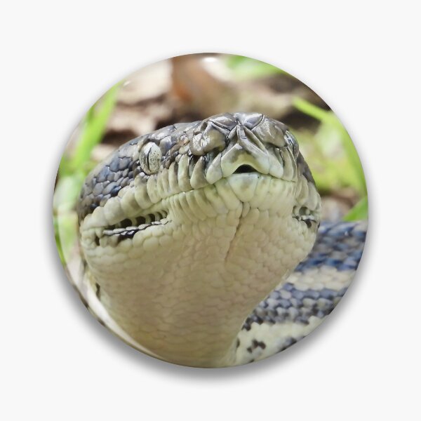 Artikelvorschau, Teppichpython in den Arkarra-Lagunen entworfen und verkauft von Mark Grimsley.
