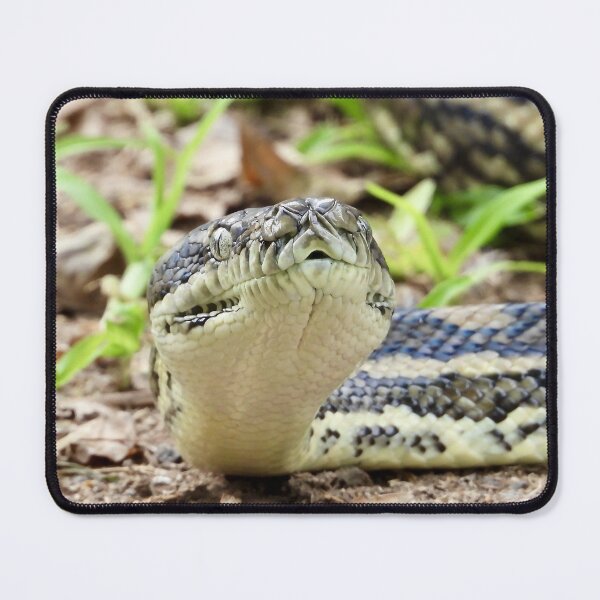 Item preview, Carpet python at Arkarra Lagoons designed and sold by Mark Grimsley.