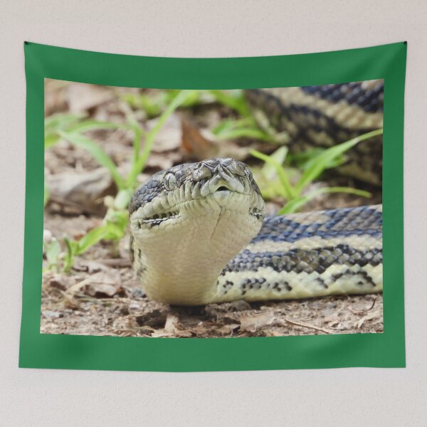 Item preview, Carpet python at Arkarra Lagoons designed and sold by Mark Grimsley.