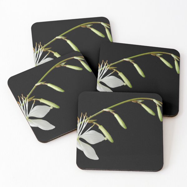 Item preview,  Gaura lindheimeri 'Sparkle White' designed and sold by Chris Burrows.