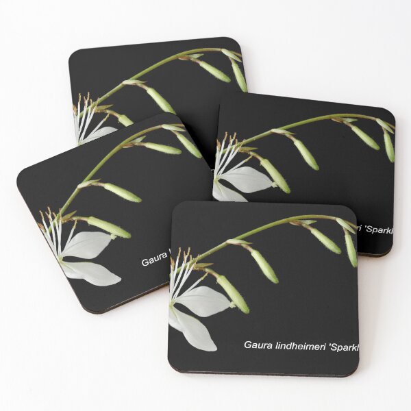 Item preview, Gaura lindheimeri 'Sparkle White' designed and sold by Chris Burrows.