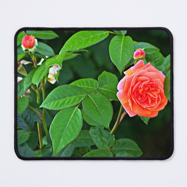 Item preview, Rose and thorn - an irresistible combination designed and sold by DjeriK.