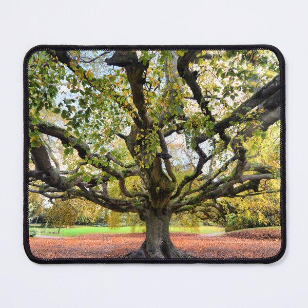Item preview, WEEPING BEECH 2 designed and sold by PHOTOADDICT14.