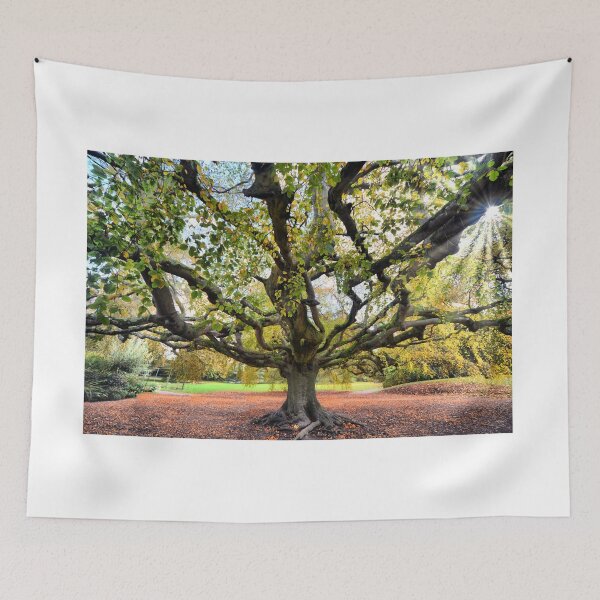 Item preview, WEEPING BEECH 2 designed and sold by PHOTOADDICT14.