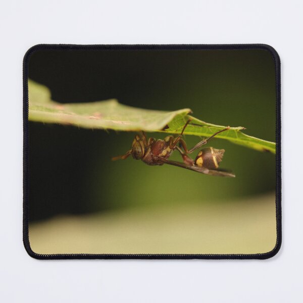Item preview, A Sleeping Paper Wasp designed and sold by Wild-shms.
