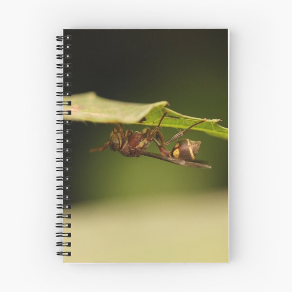 Item preview, A Sleeping Paper Wasp designed and sold by Wild-shms.