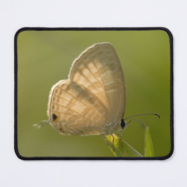 Item preview, Cerulean butterfly designed and sold by Wild-shms.