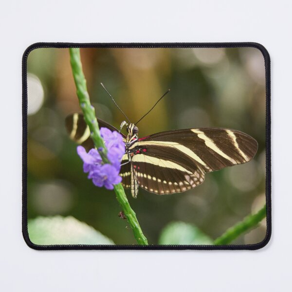 Item preview, Zebra Longwing Butterfly designed and sold by Jouko Lehto Photography.